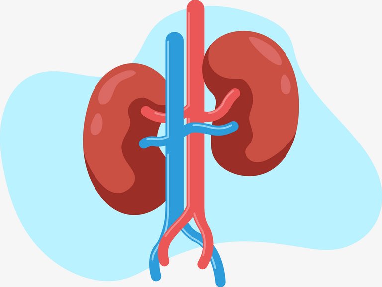 [Translate to Brasil - Portuguese:] Schematics of a human kidney