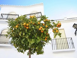 [Translate to Brasil - Portuguese:] Orange tree in front of a house