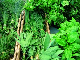 [Translate to Brasil - Portuguese:] Fresh herbs